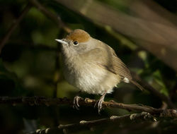 Blackcap photographed at Vale Pond [VAL] on 18/12/2011. Photo: &copy; Mike Cunningham