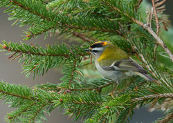 Firecrest photographed at St Peter Port [SPP] on 8/2/2012. Photo: &copy; Mike Cunningham