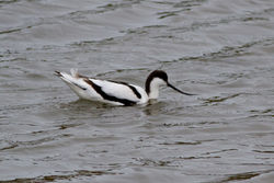 Avocet photographed at Pulias [PUL] on 7/3/2012. Photo: &copy; Rod Ferbrache