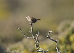 Wren photographed at Pleinmont [PLE] on 24/3/2012. Photo: &copy; Royston Carré