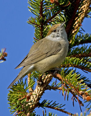 Blackcap photographed at St Peter Port [SPP] on 1/4/2012. Photo: &copy; Mike Cunningham