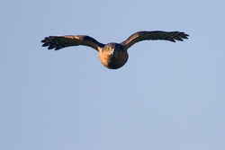 Sparrowhawk photographed at Grande Mare [GMA] on 6/4/2012. Photo: &copy; Chris Bale