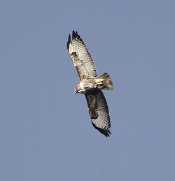 Buzzard photographed at Claire Mare [CLA] on 16/4/2012. Photo: &copy; Robert Martin