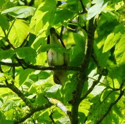 Garden Warbler photographed at St Peters Church [SP2] on 1/5/2012. Photo: &copy; Mark Guppy
