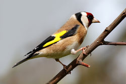Goldfinch photographed at Bas Capelles [BAS] on 2/5/2012. Photo: &copy; Rod Ferbrache