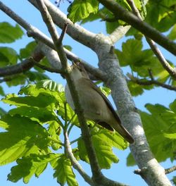 Garden Warbler photographed at Pleinmont / Vaux de Monel on 3/5/2012. Photo: &copy; Mark Guppy