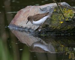 Common Sandpiper photographed at Grands Marais/Pre [PRE] on 2/5/2012. Photo: &copy; Vic Froome
