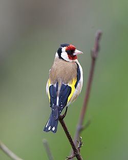 Goldfinch photographed at Moulin Huet [MOU] on 9/7/2012. Photo: &copy; Royston Carré