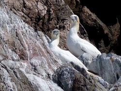 Gannet photographed at Les Etacs, Alderney on 3/8/2012. Photo: &copy; Mark Lawlor