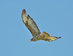 Buzzard photographed at Rue de Mont Varouf, SSV on 9/8/2012. Photo: &copy; Royston Carré