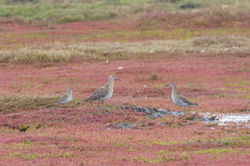 Pectoral Sandpiper photographed at Colin Best NR [CNR] on 3/9/2012. Photo: &copy; Steve and Hilary Wild