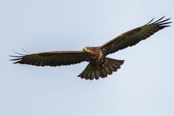 Buzzard photographed at Reservoir [RES] on 27/7/2012. Photo: &copy; steve levrier
