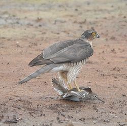 Sparrowhawk photographed at Claire Mare [CLA] on 24/9/2012. Photo: &copy; Karen Jehan