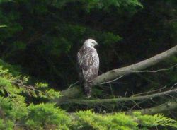 Buzzard photographed at Rue des Hougues, STA [H04] on 7/10/2012. Photo: &copy; Mark Guppy