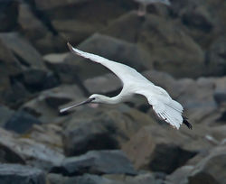 Spoonbill photographed at Fort Le Crocq [FLC] on 8/10/2012. Photo: &copy; Mike Cunningham