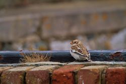 Snow Bunting photographed at Fort Le Marchant [MAR] on 26/10/2012. Photo: &copy; Dan Scott