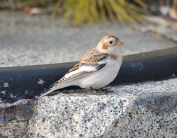 Snow Bunting photographed at Fort Le Marchant [MAR] on 25/10/2012. Photo: &copy; Karen Jehan
