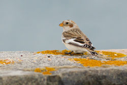 Snow Bunting photographed at Fort Le Marchant [MAR] on 28/10/2012. Photo: &copy; Rod Ferbrache