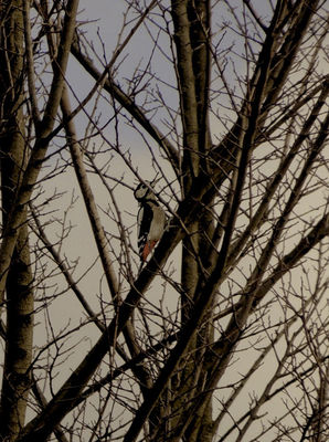 Great Spotted Woodpecker photographed at Rue des Bergers [BER] on 2/12/2012. Photo: &copy; Royston Carré