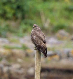 Buzzard photographed at Colin Best NR [CNR] on 2/12/2012. Photo: &copy; Royston Carré