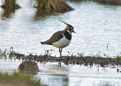 Lapwing photographed at Colin Best NR [CNR] on 15/1/2013. Photo: &copy; Royston Carré