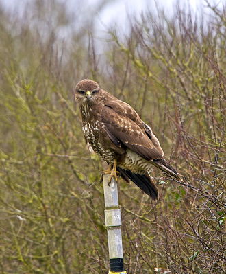Buzzard photographed at Undisclosed Location on 24/1/2013. Photo: &copy; Royston Carré