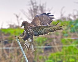 Buzzard photographed at Undisclosed Location on 24/1/2013. Photo: &copy; Royston Carré