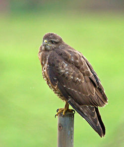 Buzzard photographed at Pleinmont [PLE] on 24/1/2013. Photo: &copy; Mike Cunningham