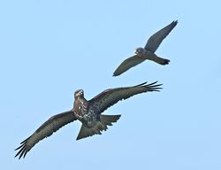Buzzard photographed at Creux Mahie, TOR [CRX] on 18/2/2013. Photo: &copy; Royston Carré
