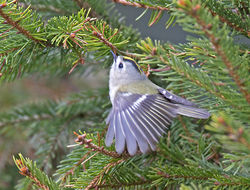 Goldcrest photographed at St Peter Port [SPP] on 10/3/2013. Photo: &copy; Mike Cunningham