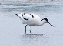 Avocet photographed at Colin Best NR [CNR] on 12/3/2013. Photo: &copy; Tracey Henry