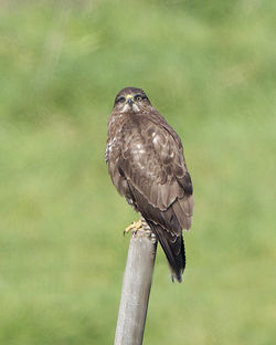 Buzzard photographed at Creux Mahie, TOR [CRX] on 28/3/2013. Photo: &copy; Royston Carré