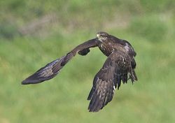 Buzzard photographed at Creux Mahie, TOR [CRX] on 28/3/2013. Photo: &copy; Royston Carré