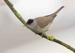 Blackcap photographed at Mont Marche on 8/4/2013. Photo: &copy; Adrian Gidney