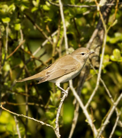 Garden Warbler photographed at Saumarez Park [SAU] on 1/5/2013. Photo: &copy; Anthony Loaring