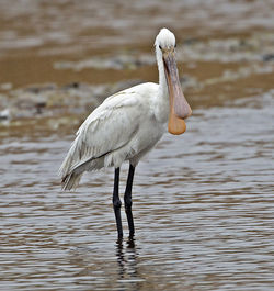 Spoonbill photographed at Claire Mare [CLA] on 8/5/2013. Photo: &copy; Mike Cunningham