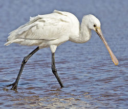 Spoonbill photographed at Claire Mare [CLA] on 9/5/2013. Photo: &copy; Mike Cunningham