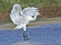 Spoonbill photographed at Claire Mare [CLA] on 9/5/2013. Photo: &copy; Mike Cunningham