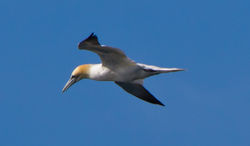 Gannet photographed at Chouet Hide [CHH] on 23/5/2013. Photo: &copy; Dan Scott