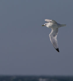 Kittiwake photographed at Chouet Hide [CHH] on 23/5/2013. Photo: &copy; Dan Scott