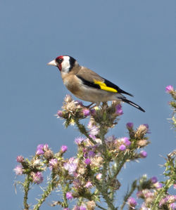 Goldfinch photographed at Fort Hommet [HOM] on 24/6/2013. Photo: &copy; Mike Cunningham