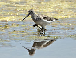 Green Sandpiper photographed at Claire Mare [CLA] on 24/7/2013. Photo: &copy; Mike Cunningham