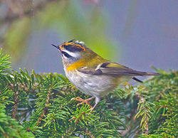 Firecrest photographed at St Peter Port [SPP] on 26/9/2013. Photo: &copy; Mike Cunningham