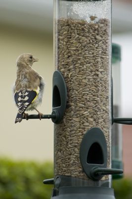 Goldfinch photographed at St Martin (Parish) on 1/10/2013. Photo: &copy; Jay Friend