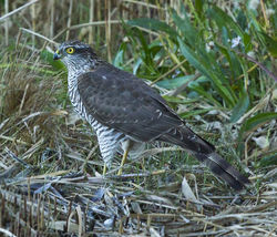 Sparrowhawk photographed at Claire Mare on 23/10/2013. Photo: &copy; Anthony Loaring