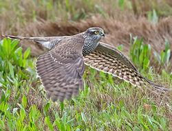Sparrowhawk photographed at Claire Mare [CLA] on 31/10/2013. Photo: &copy; Mike Cunningham