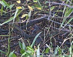 Water Rail photographed at Claire Mare [CLA] on 31/10/2013. Photo: &copy; Royston Carré
