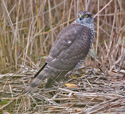 Sparrowhawk photographed at Claire Mare [CLA] on 31/10/2013. Photo: &copy; Mike Cunningham