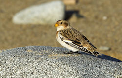 Snow Bunting photographed at Rousse [ROU] on 4/11/2013. Photo: &copy; Anthony Loaring