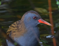 Water Rail photographed at Rue des Bergers [BER] on 11/11/2013. Photo: &copy; Dan Scott